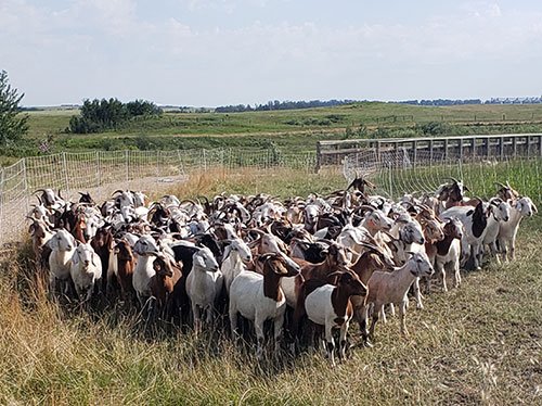 Sheep and goats in a gated pasture