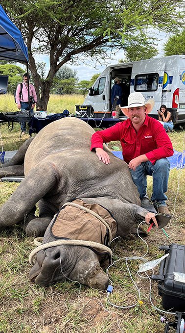 Edward Hordern with a sedated northern white rhino in South Africa.