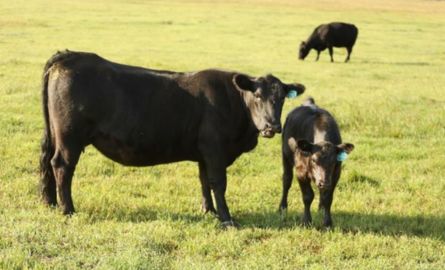 Cows
