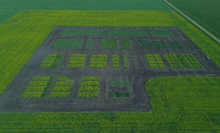 Crop field
