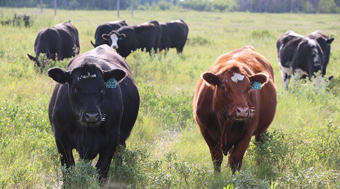Heifers
