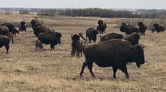 Bison