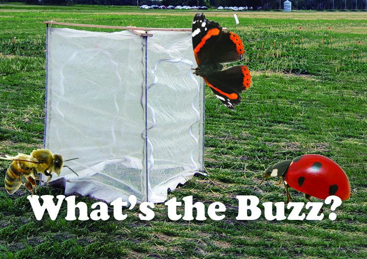 Whats the Buzz