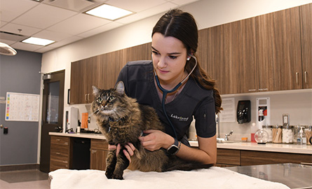 Student working with a cat