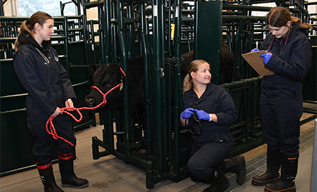 Students at Lakeland College working with cattle